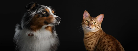 25% Zooplus-Rabatt als Neukunde auf Pro Plan Futter für Hund & Katze