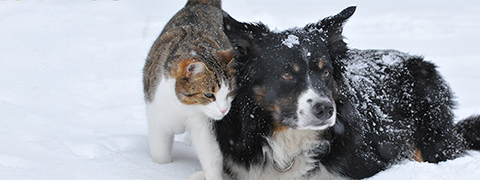 Futter, Spielzeug, Futternäpfe & mehr für den Hund zu günstigen Preisen