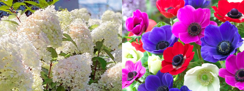 BALDUR-Garten Präsent: "White Lady" Hortensie & 12 Anemonen gratis