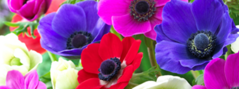 Angebot für dich: 12 Kostenlose BALDUR-Garten-Anemonen!