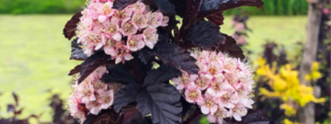 Gratis-Angebot bei BALDUR: Fasanenspiere+ 12 Garten-Anemonen