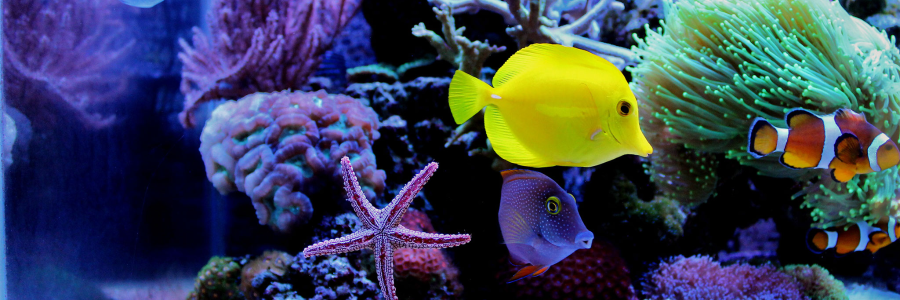 Fressnapf Gutschein: 15% Rabatt auf Anti-Stress Artikel*