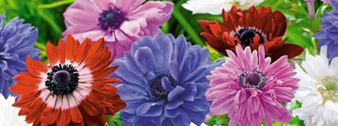 10€ Gutschein bei BALDUR auf Bestellungen ab 99€