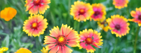 Mit dem BALDUR-Garten Gutschein 4 € Rabatt bei 40 € Mindesteinkauf sichern