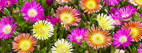 4€ Rabatt mit BALDUR Gutschein sichern