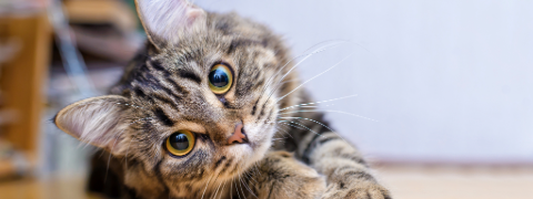 25% sparen auf PURINA Gourmet mit Fressnapf Gutschein