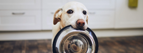 Fressnapf Gutschein: 25% auf REAL NATURE Hundefutter und Snacks