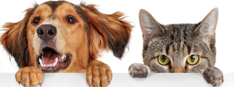 15% sparen mit dem aktuellen Pets Deli Rabattcode