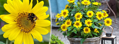 BALDUR-Garten AT Gutscheine